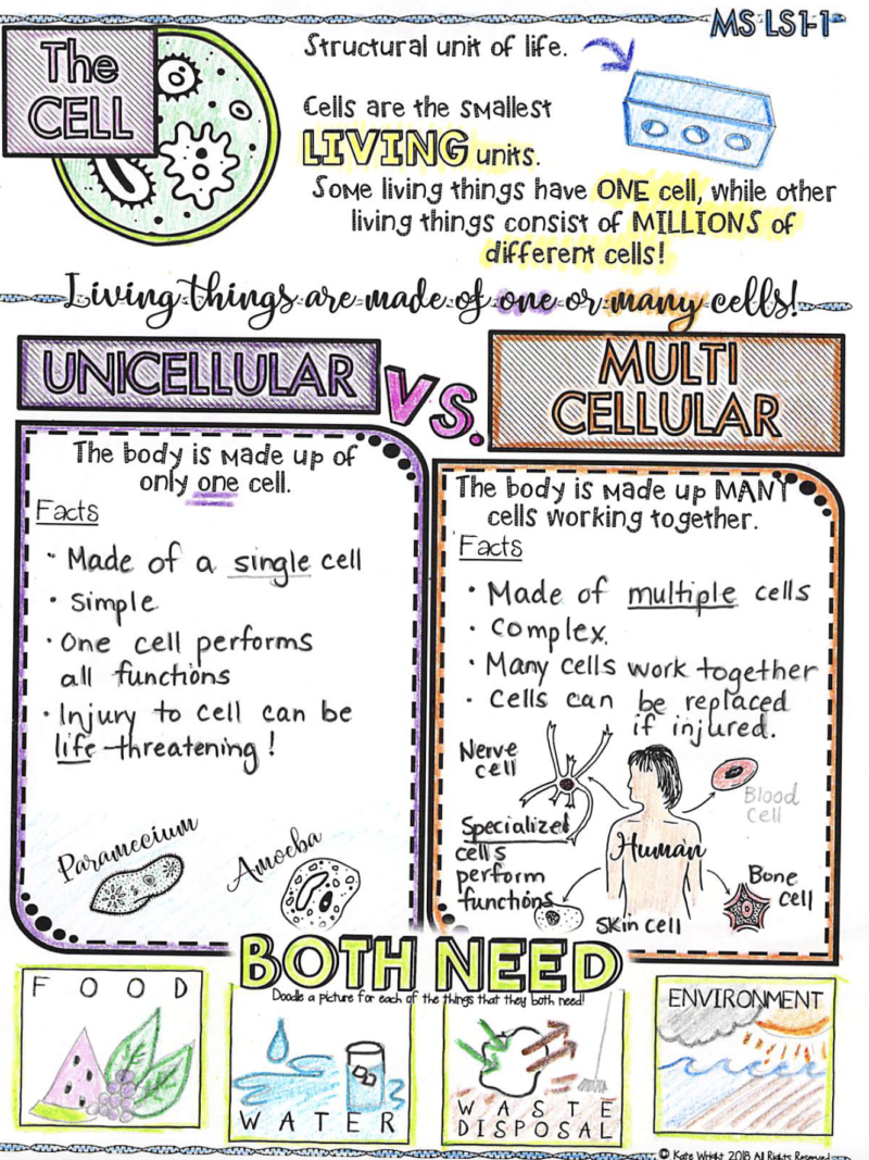 Life Science NGSS Doodle Vocabulary Set - From Molecules to Organisms - Image 3