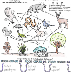 MS LS2 NGSS Ecosystems Doodle Note Bundle - Image 5